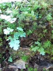 Anogramma leptophylla