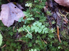 Anogramma leptophylla