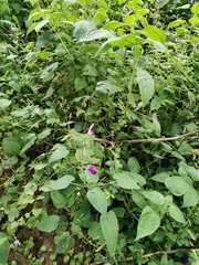 Brillantaisia lamium