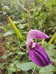 Brillantaisia lamium