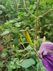 Brillantaisia lamium