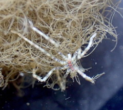 Ammothea hilgendorfi