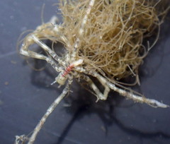 Ammothea hilgendorfi