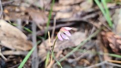 Caladenia prolata