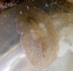 Stylochoidea