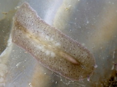 Stylochoidea