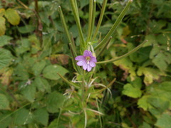 Epilobium alpestre