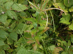 Epilobium alpestre