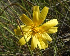 Microseris walteri