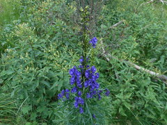 Aconitum tauricum
