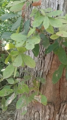 Quercus oglethorpensis