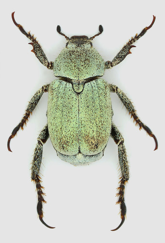 Hoplia parvula