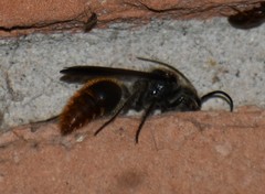 Sphaeropthalma marpesia