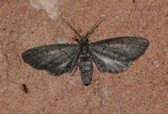 Glaucina erroraria