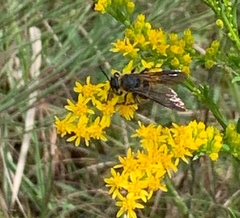 Dielis plumipes