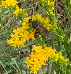 Dielis plumipes