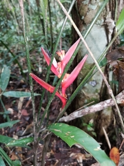 Heliconia angusta
