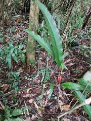 Heliconia angusta