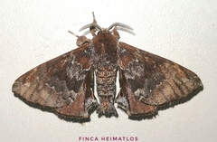 Apatelodes albipunctata