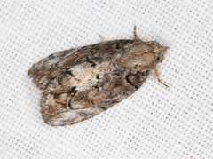 Etanna clopaea
