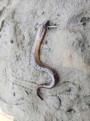 Petromyzontidae