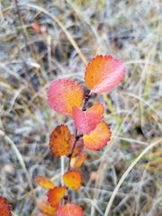 Betula glandulosa