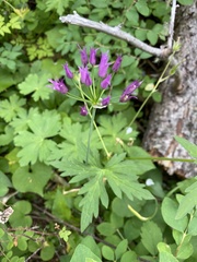 Allium brevistylum