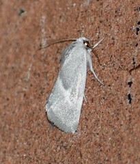 Leucocnemis nivalis