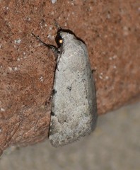 Leucocnemis perfundis