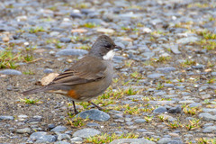 Diuca diuca chiloensis