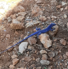 Cnemidophorus splendidus