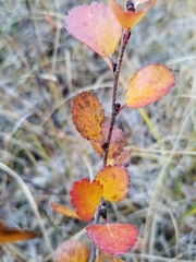 Betula glandulosa