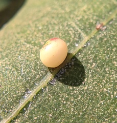 Zopheroteras