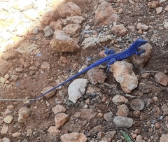 Cnemidophorus splendidus