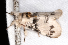 Iropoca rotundata