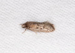 Acantholena siccella