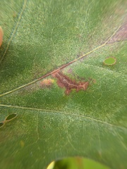 Apiognomonia errabunda