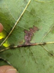 Apiognomonia errabunda