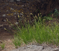 Carex occidentalis
