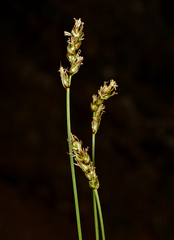 Carex occidentalis