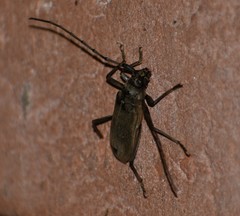 Susuacanga stigmatica