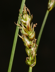 Carex occidentalis