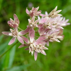 Asclepias rubra
