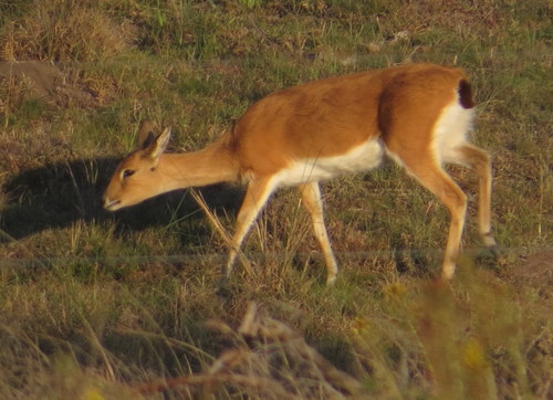 Oribi