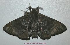 Apatelodes albipunctata