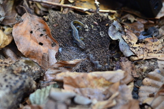 Ichthyosaura alpestris alpestris