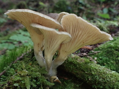 Ampulloclitocybe avellaneialba