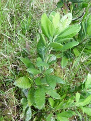 Morella caroliniensis