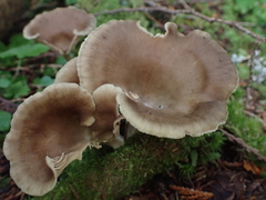 Ampulloclitocybe avellaneialba