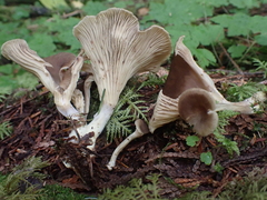 Ampulloclitocybe avellaneialba